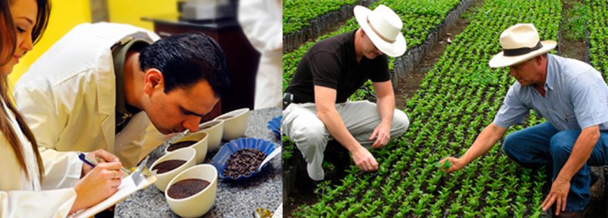 Scientist inspect and smell coffee in a lab and farmers inspect plants in a field.