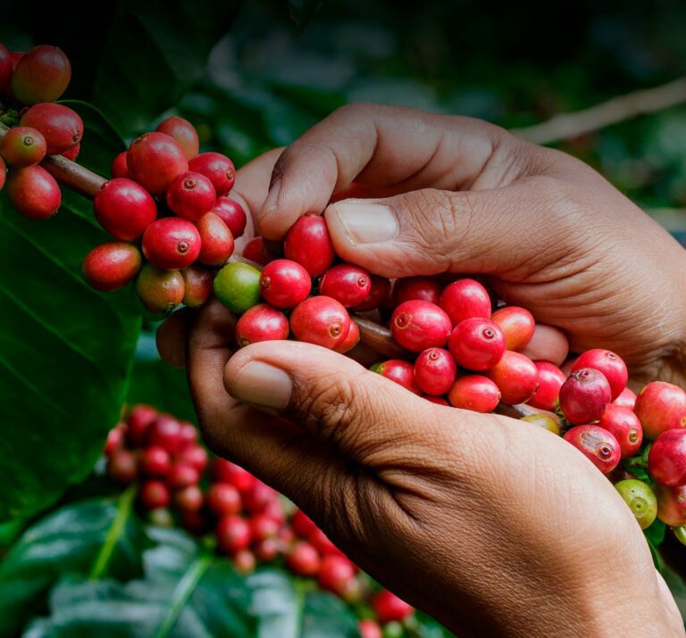 Hands holding stem of coffee beans growing in nature.