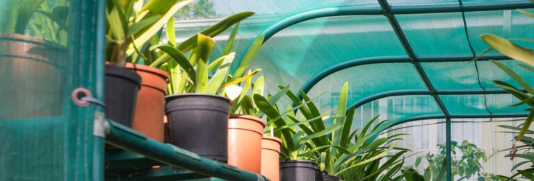 Plants lined up on a shelf in a greenhouse.